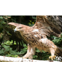 گونه عقاب شاهی Eastern Imperial Eagle